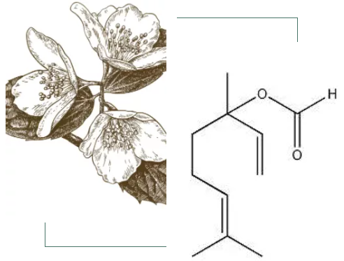 精油化學 | 乙酸芳樟酯 | 調香原料