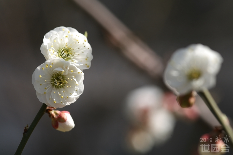 香精與香料(74)—梅花香