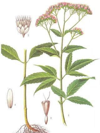 香精與香料(99)—佩蘭(Eupatorium fortunei )