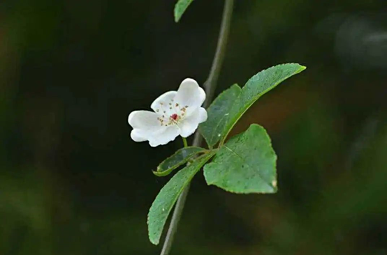 香精與香料(116)—荼蘼香