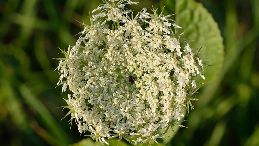 香精與香料(135)—野胡蘿卜(Daucus carota)