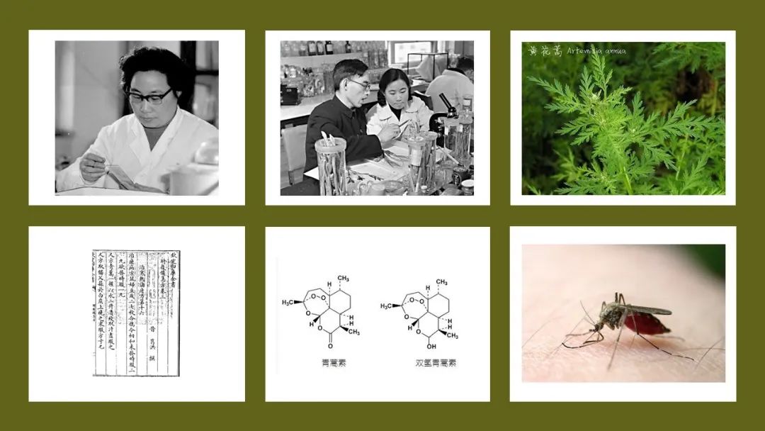 香精與香料(142)—青蒿