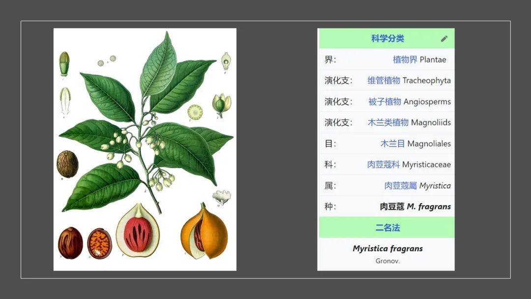 香精與香料(152)—豆蔻