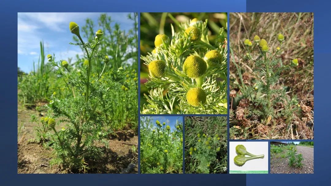 香精與香料(165)—洋甘菊