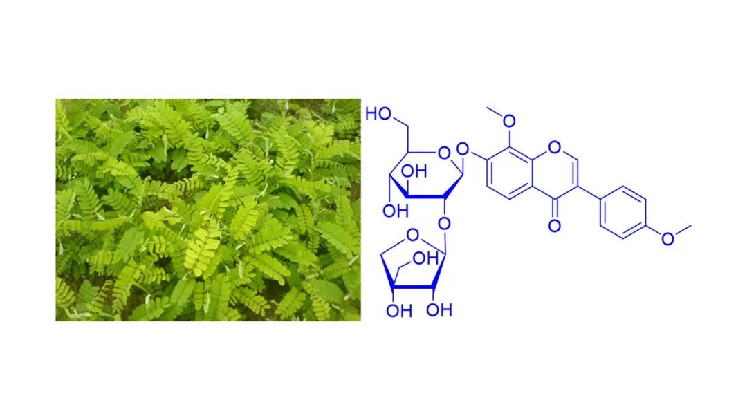 香精與香料(178)—雞骨草