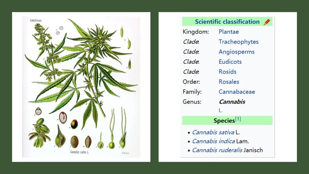 香精與香料(180)—火麻仁