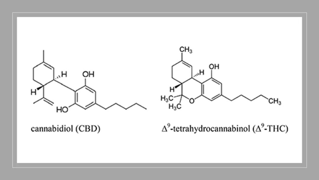 香精與香料(180)—火麻仁