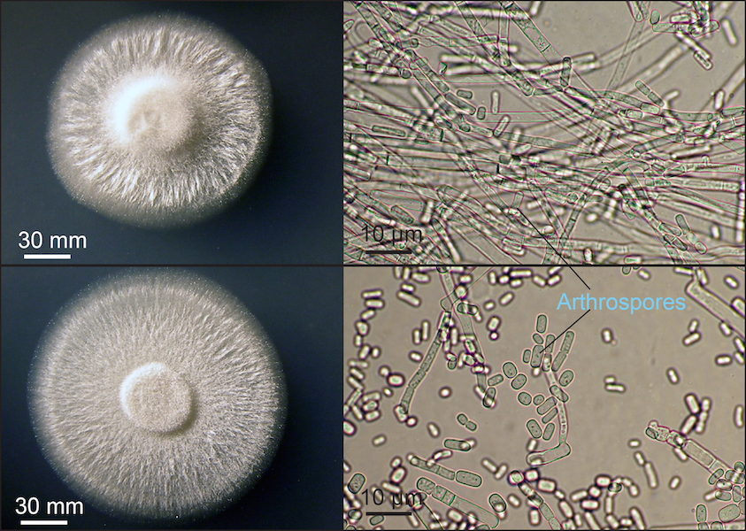 農業廢物作為微生物香精生產基質的潛力研究