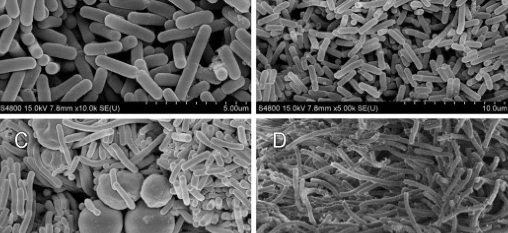 農業廢物作為微生物香精生產基質的潛力研究