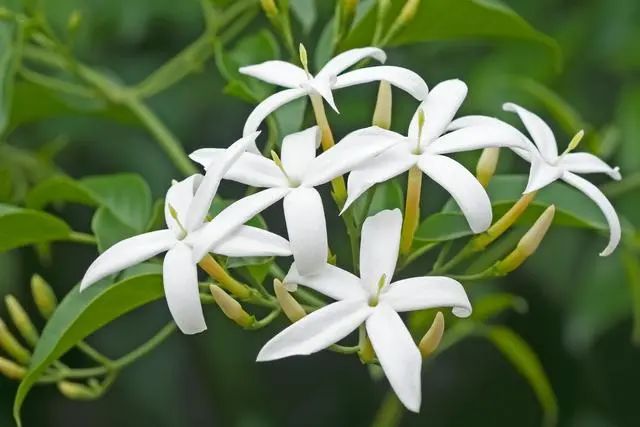 室內種植這幾種植物，讓你的房間充滿芳香，凈化空氣，芬芳室內