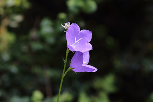 藍風鈴香精